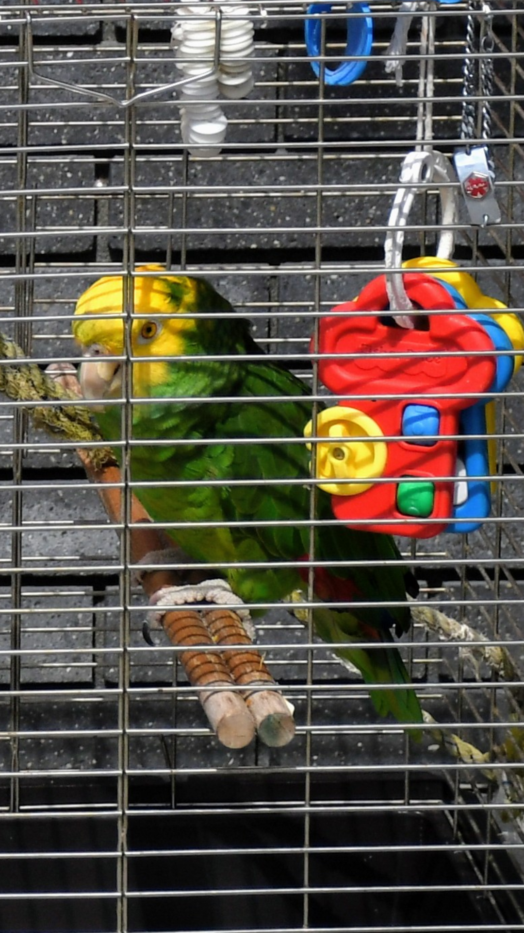Out Cruising With A Parrot