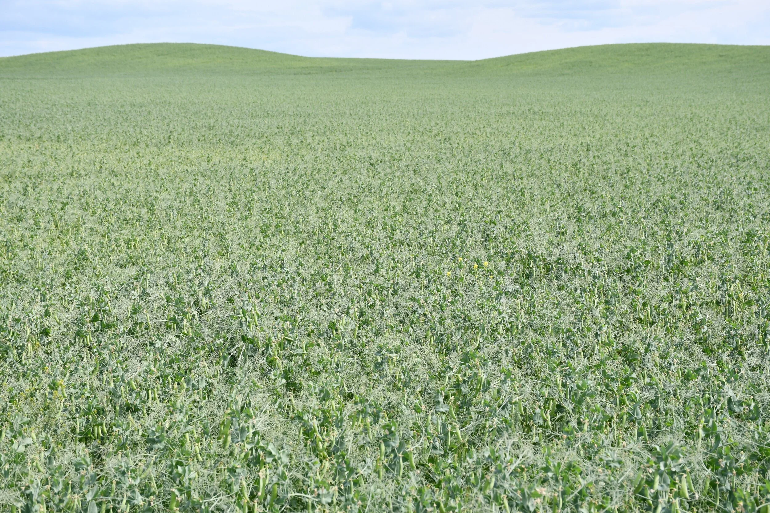 Crops Maturing In The Heat - Moisture Level Dropping