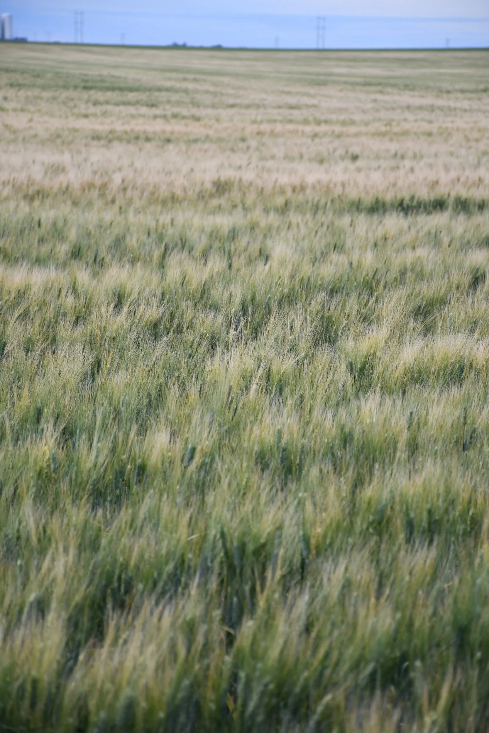 Crops Filling Out - Things Looking Up For Cattle