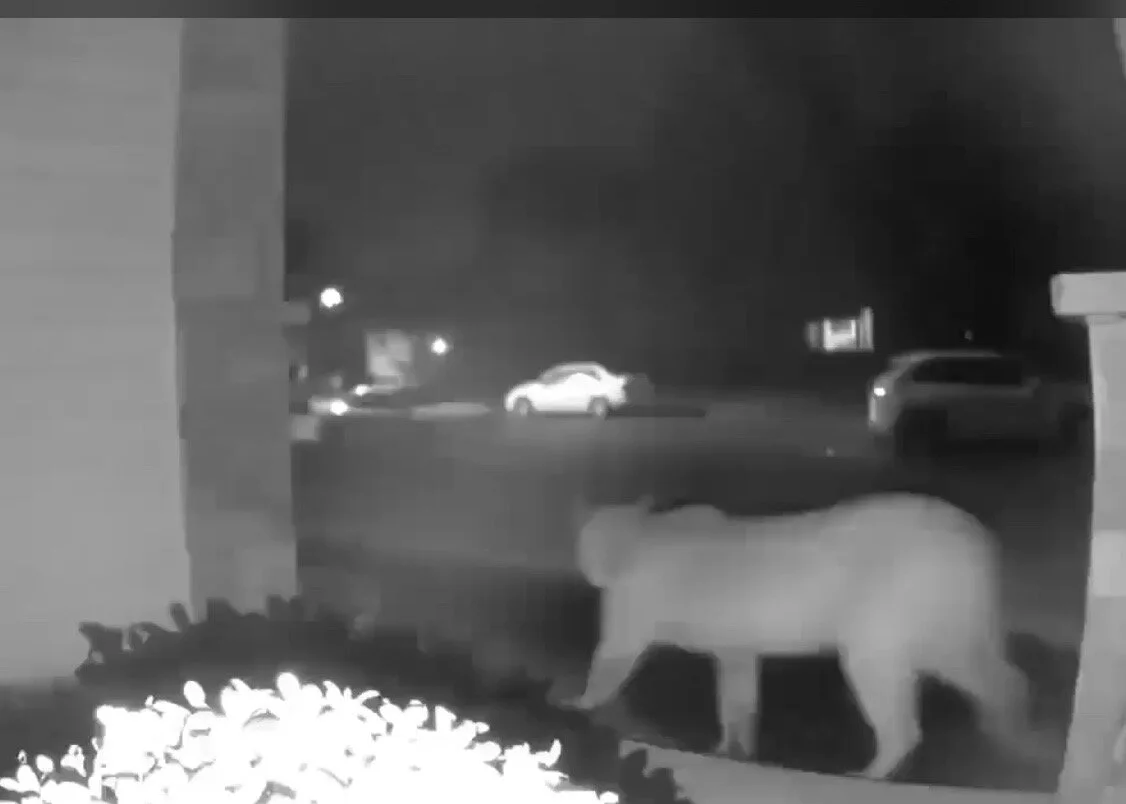 Cougar Shot Dead By Police 