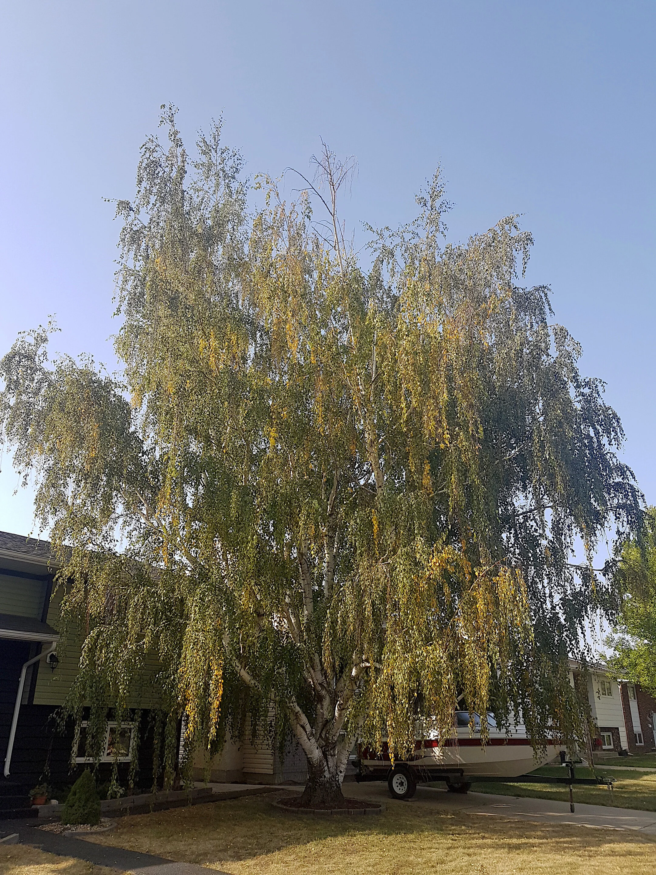 2020 Tree Of Signifance For Moose Jaw Announced