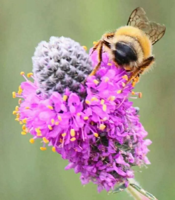 Council Buzzing About Bees 