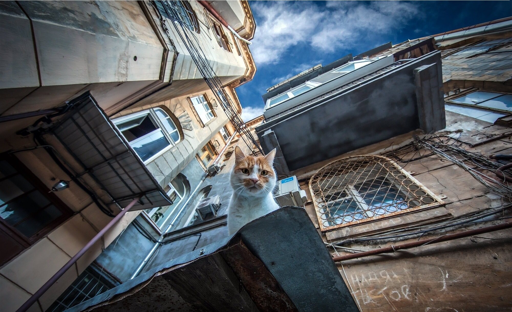 Rhino's Ramblings - COVID - 19 A Cat's Eye View