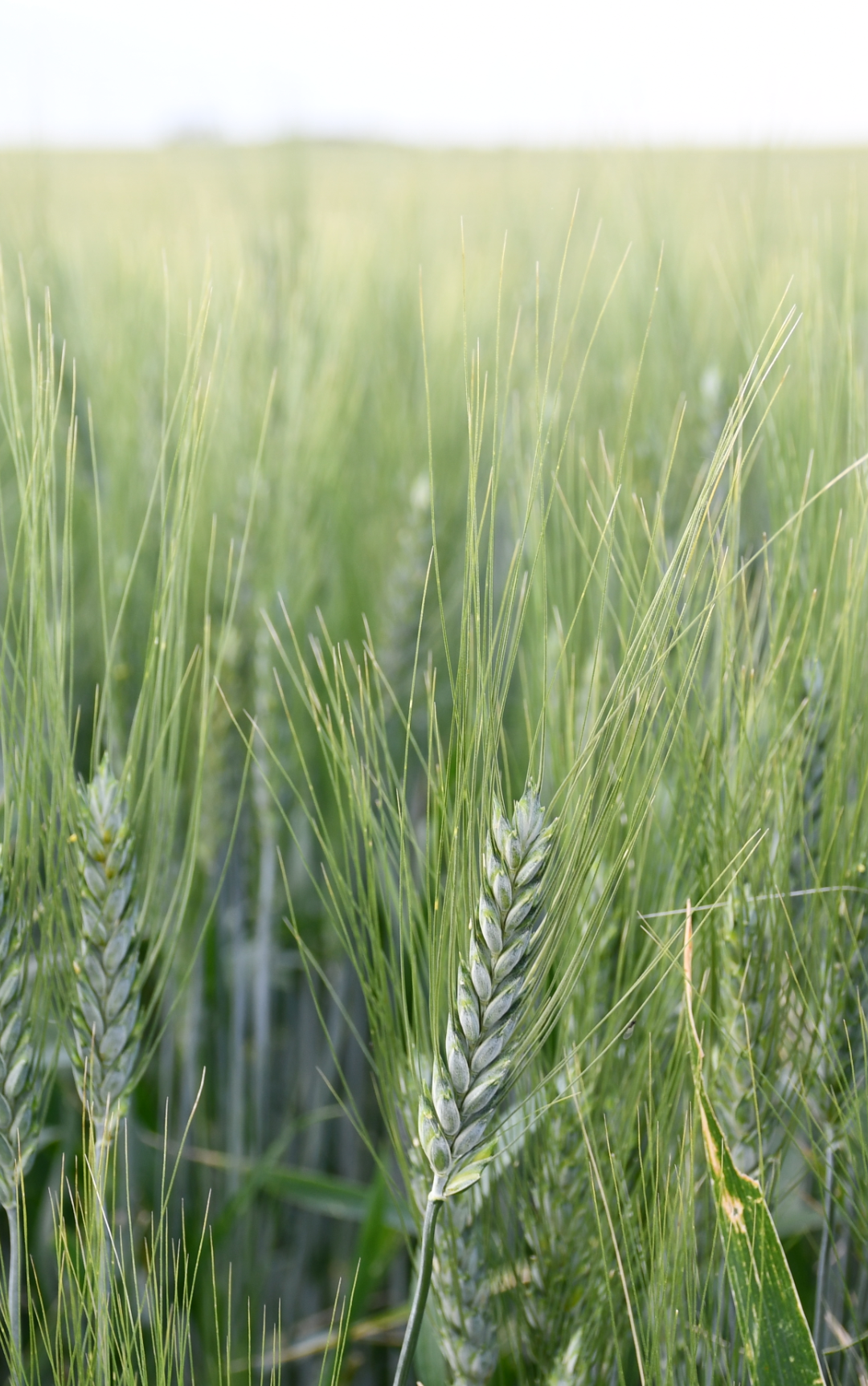 Carbon Tax Set To Devastate Saskatchewan Farms Group Says