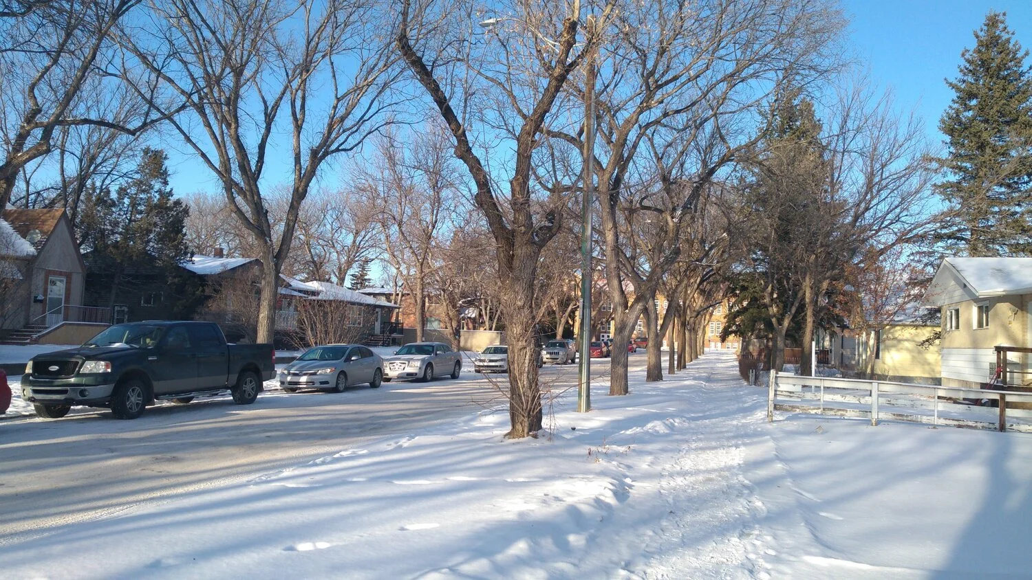 Elm Tree Pruning Until The End Of March 