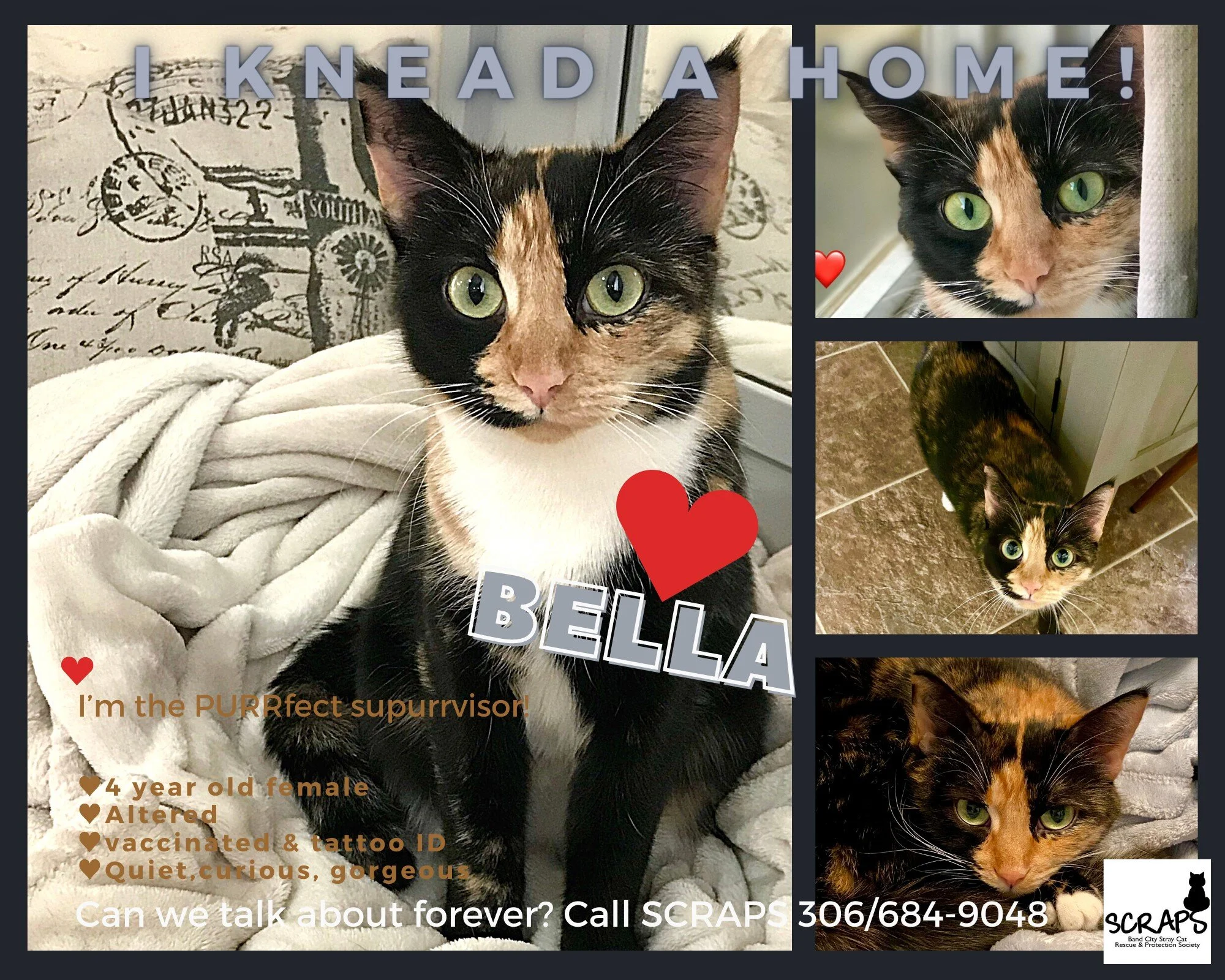 SCRAPS Adoptables - Beautiful Bella