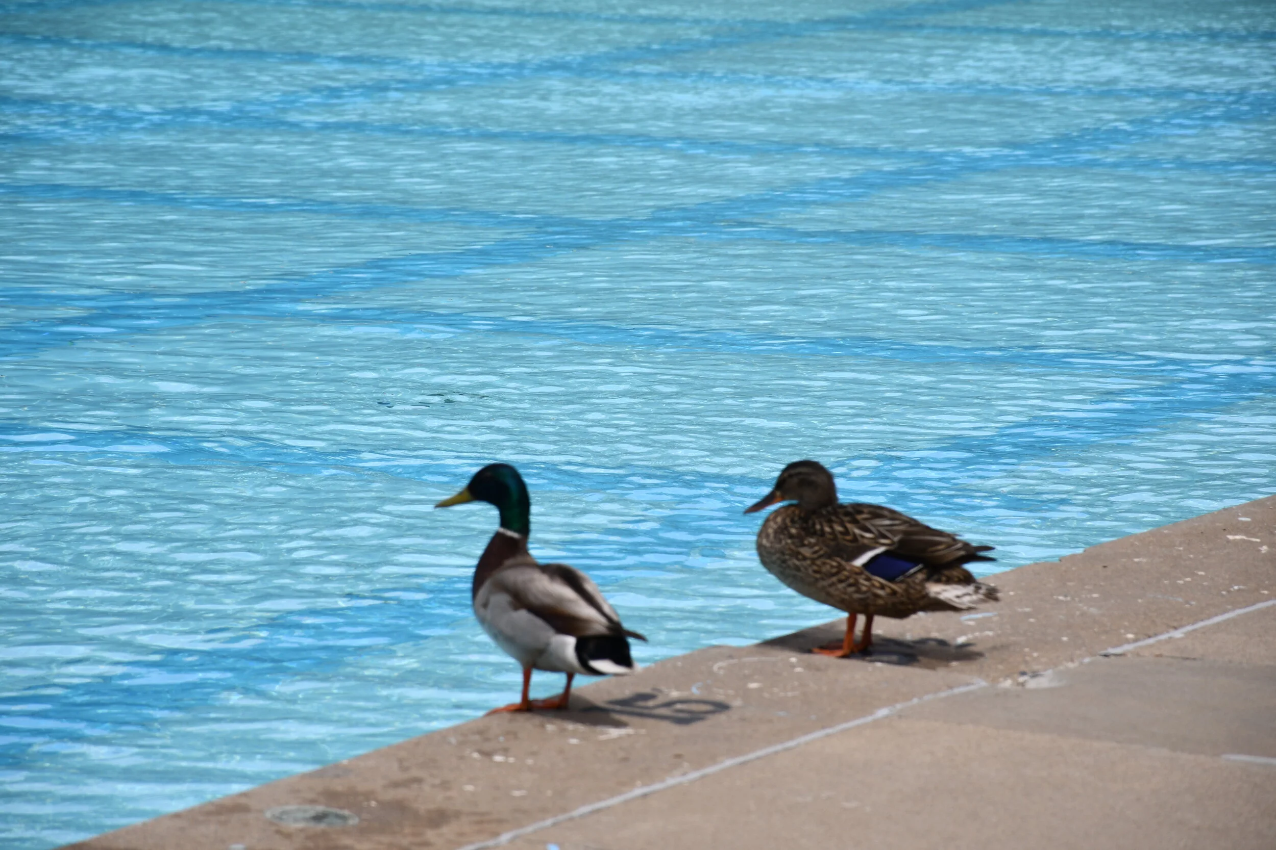 No Early Opening For the Outdoor Pool - Unless You Are A Duck