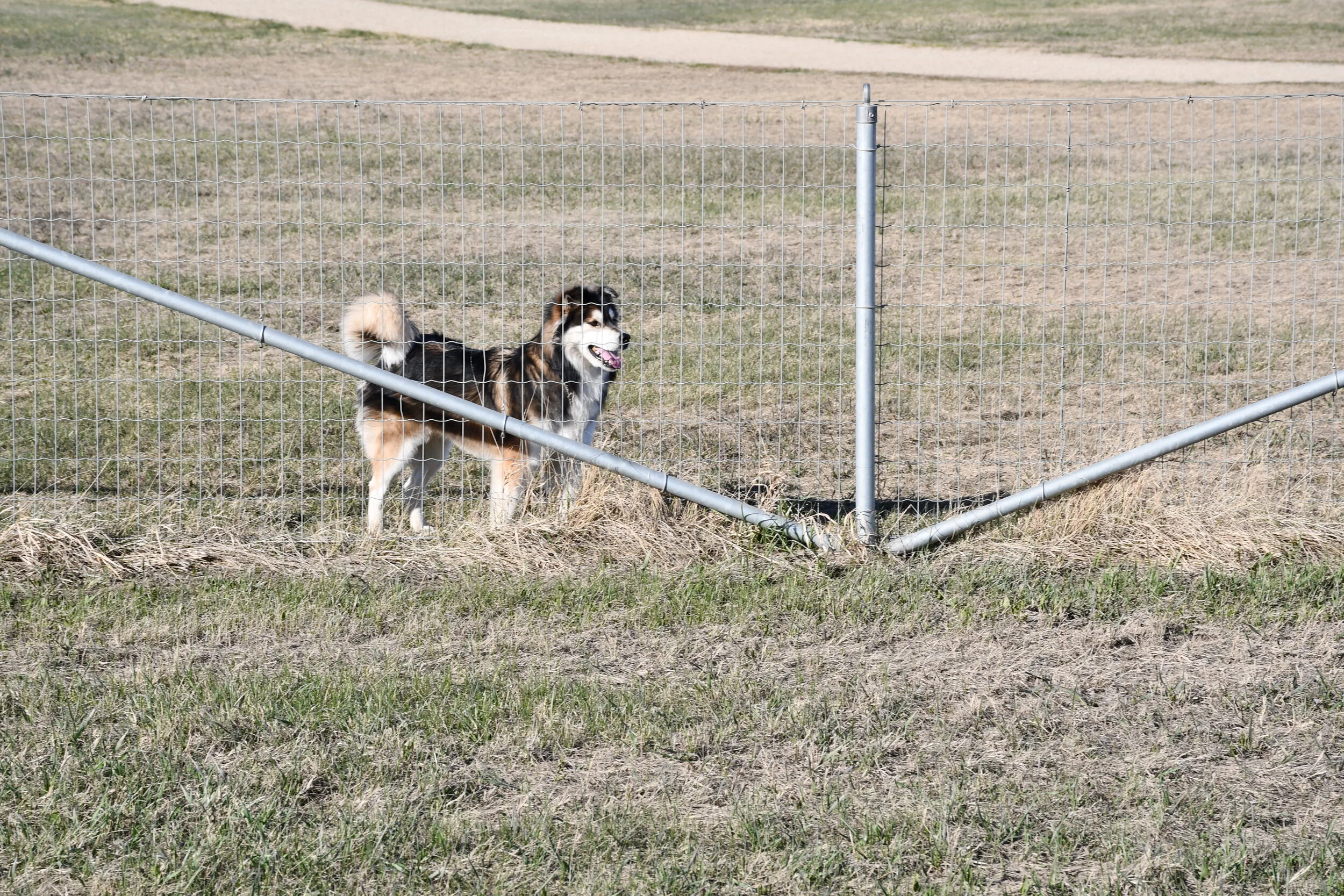 Off Leash Dog Owners May Face Higher Fines