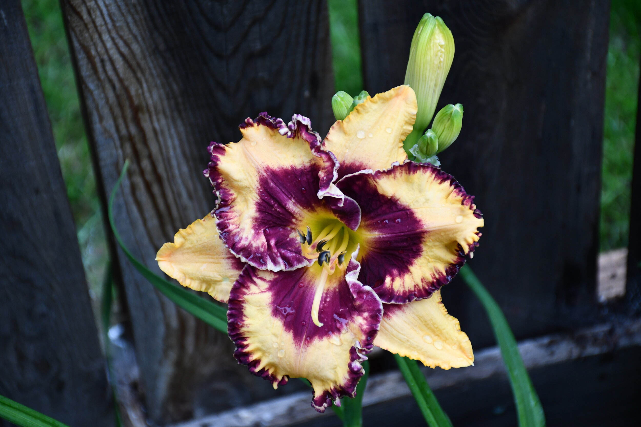 Some Times You Just Have To Go And Smell The Lilies