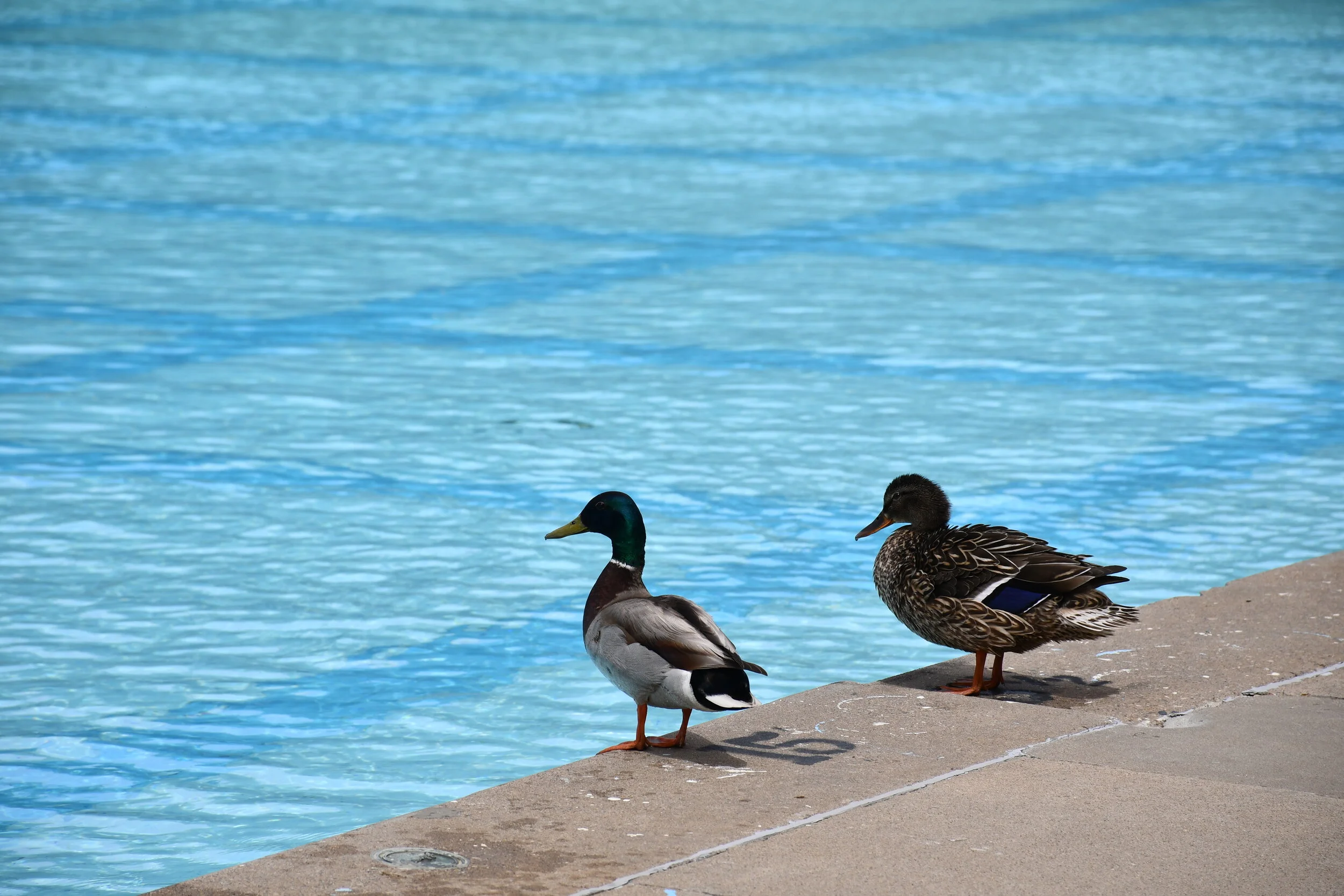 Outdoor Pool Set To Re-Open Tomorrow