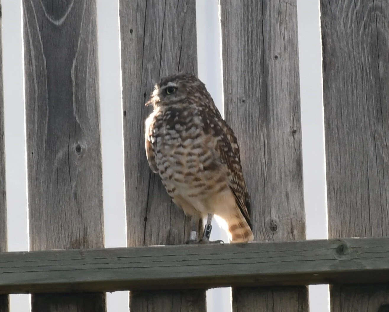 Burrowing Owl Centre Picks Up A Pair Of Boys