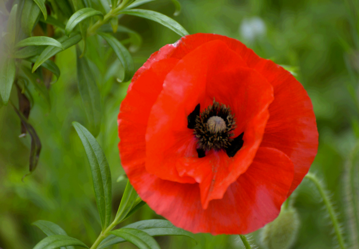 Despite Reaching 100 Poppy's Importance Is Just As Relevant Today