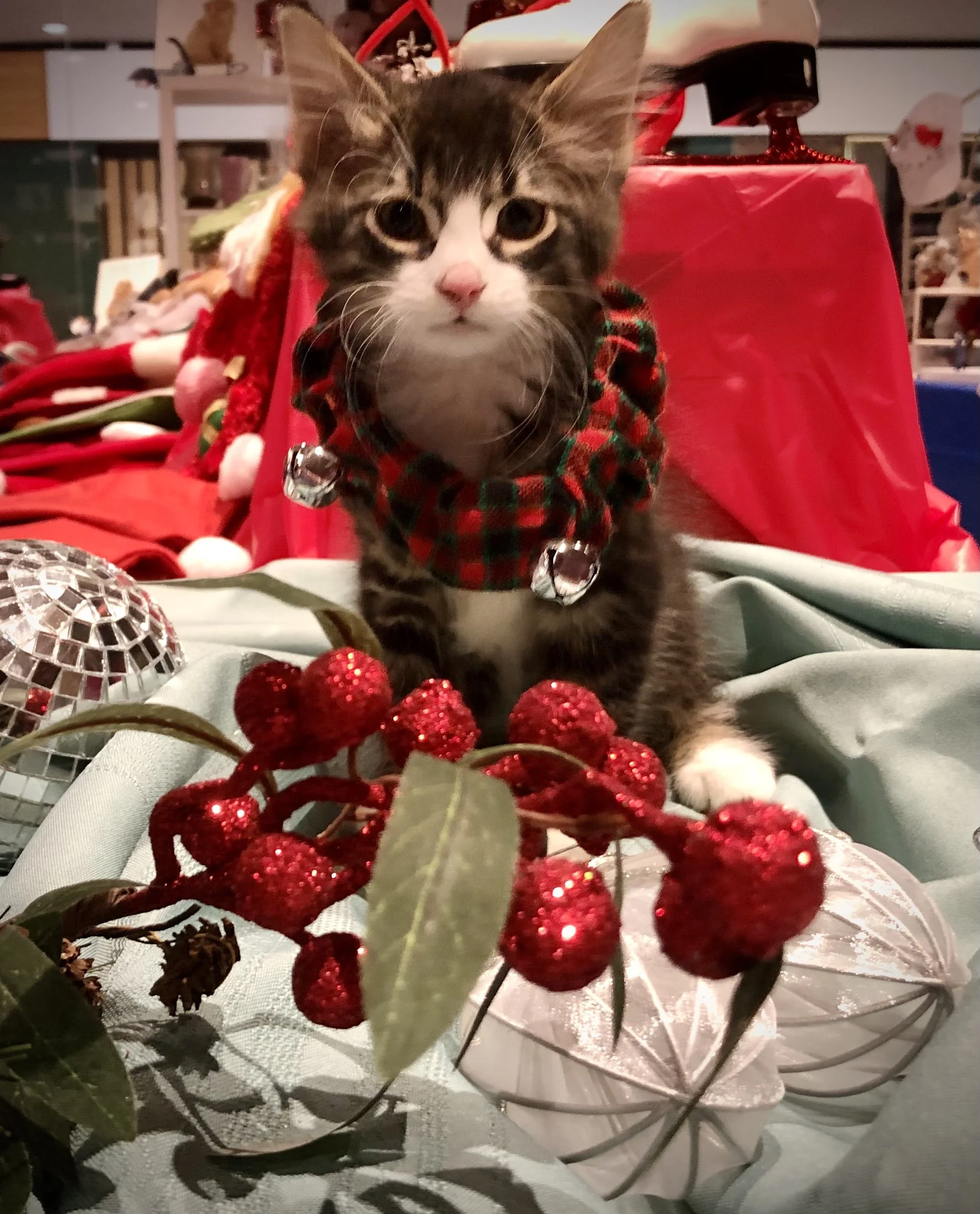 SCRAPS Offering The Purrfect Raffle And Local Pet Calendar