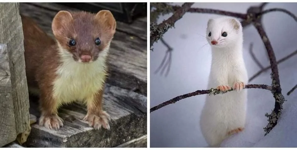 Beyond Your Backyard - These Weasels Three