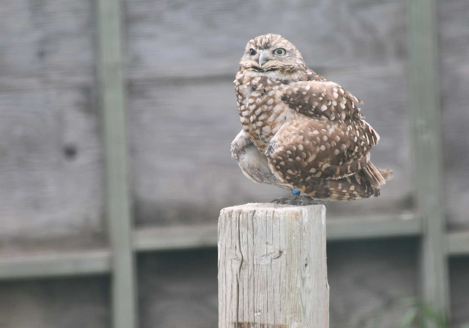 Precautions Taken To Safeguard Burrowing Owls Against Avian Flu