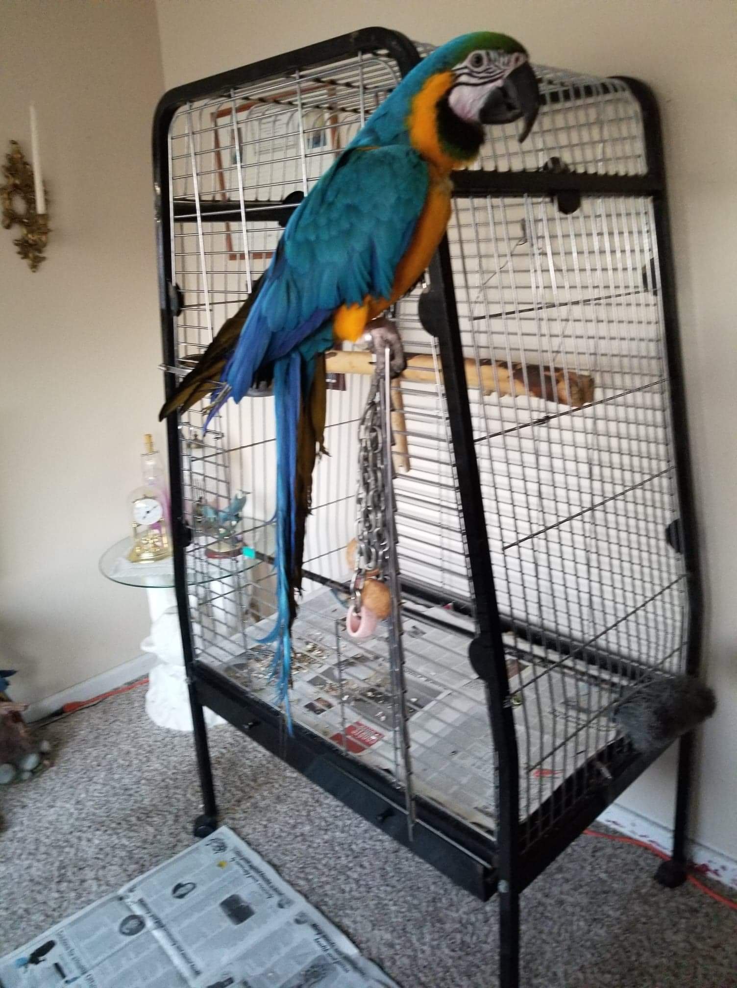 Pet Owners Advised To Take Precautions