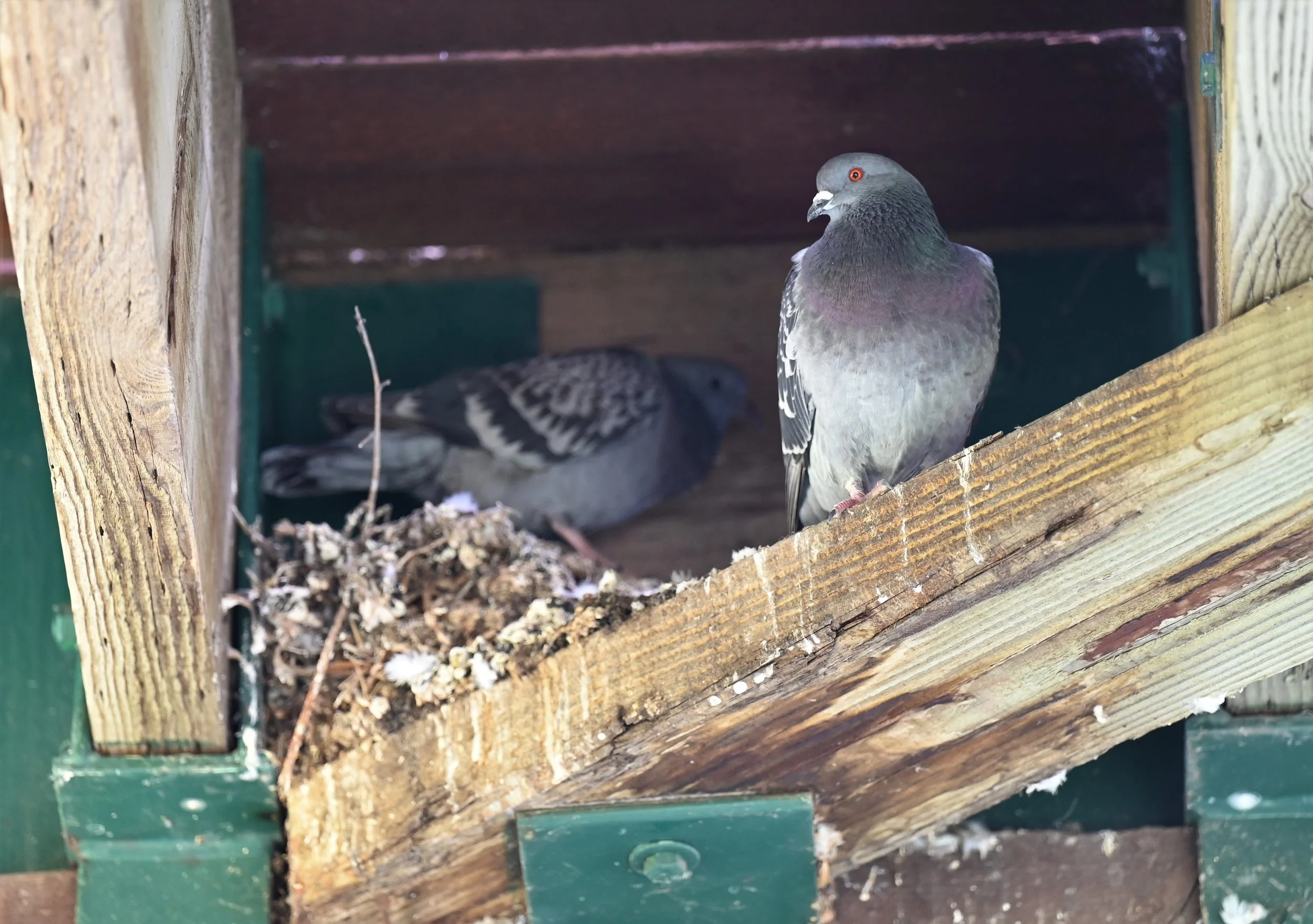 City Using Humane Approach To Pigeon Perching Problem