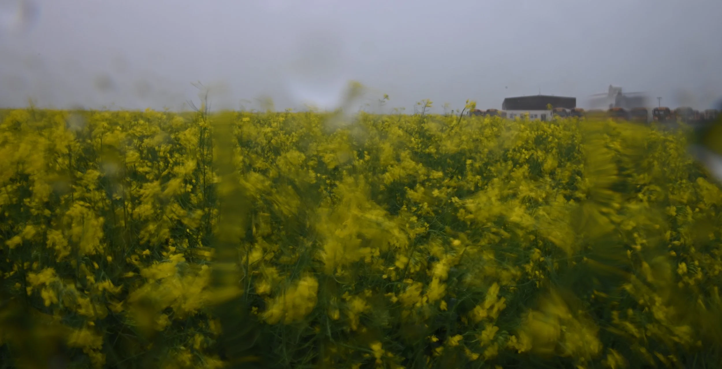 Rain On Canola