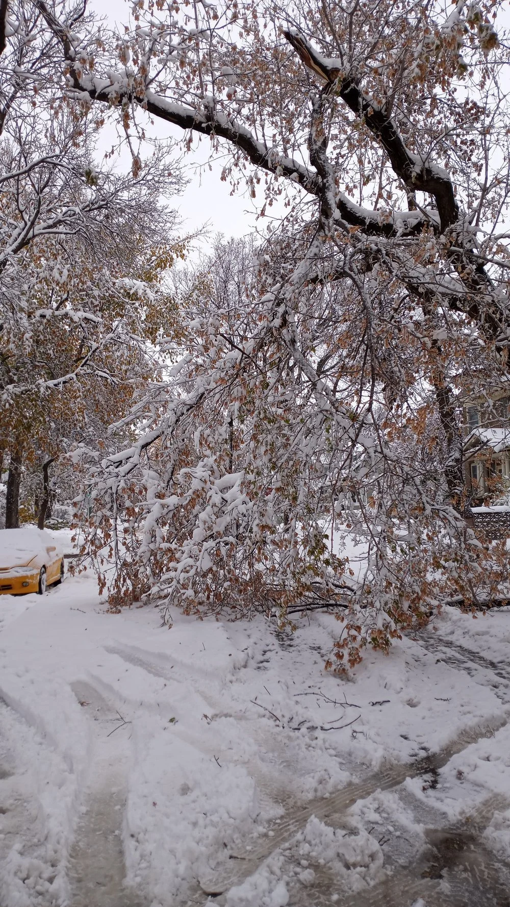 City Offering Free Disposal Of Tree And Yard Debris Caused By Storm