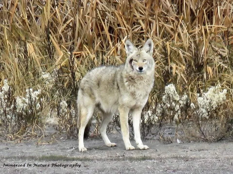City Warns Residents About Coyote Sitings