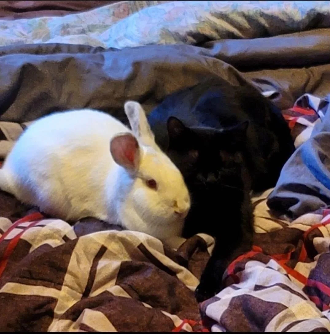 Beyond Your Backyard 🐇"What You Need to Know This Easter About Giving Live Rabbits as Gifts"