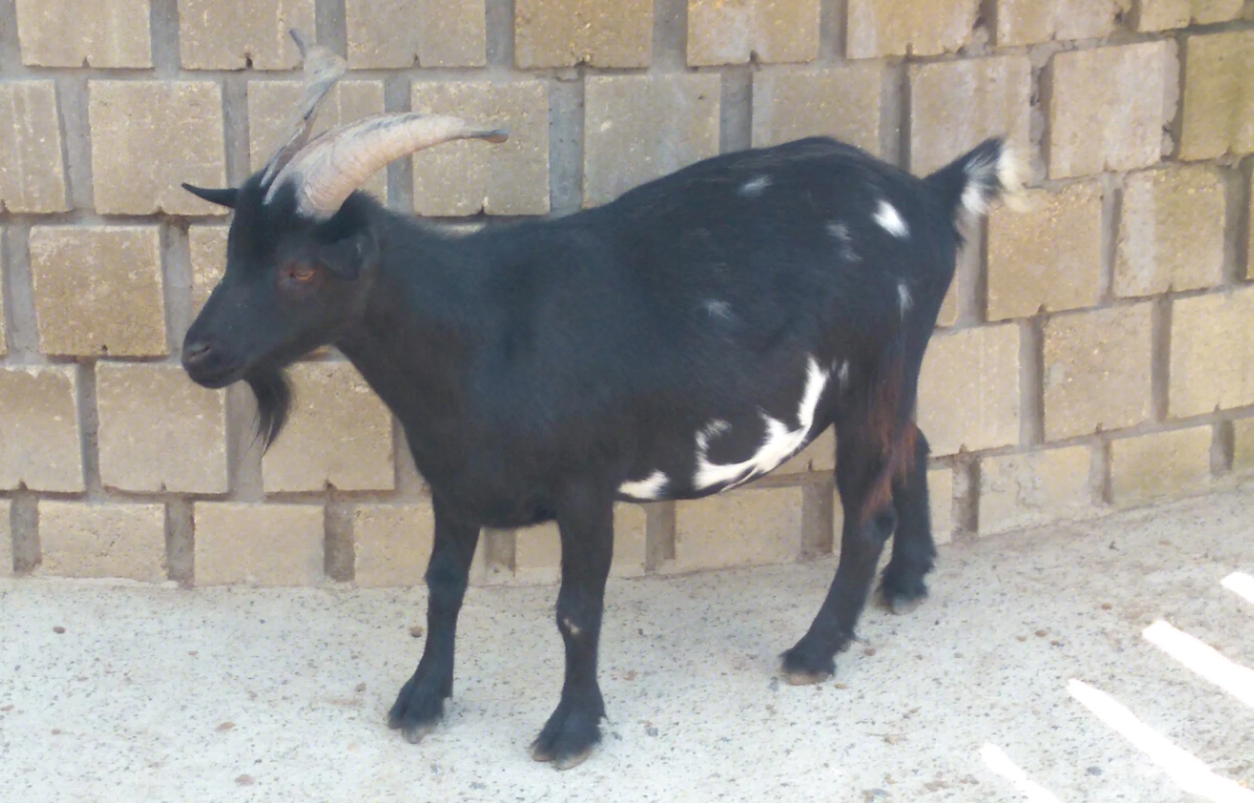 Rhino’s Ramblings - Customer Service, Cameras and Holy Crap