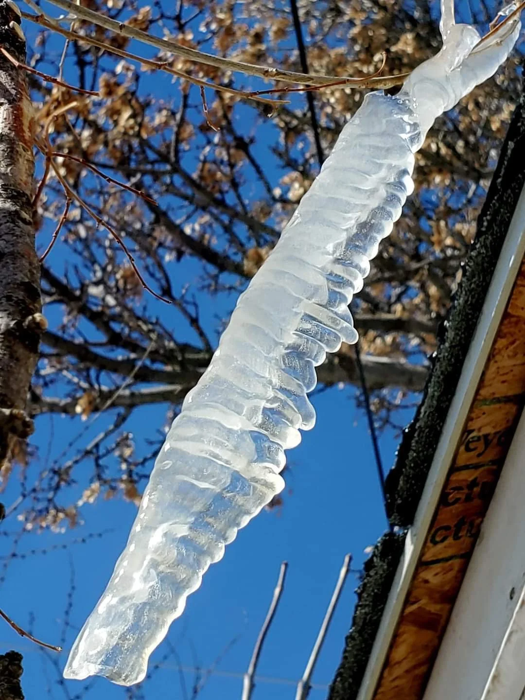 Backyard Beauty - Icicles