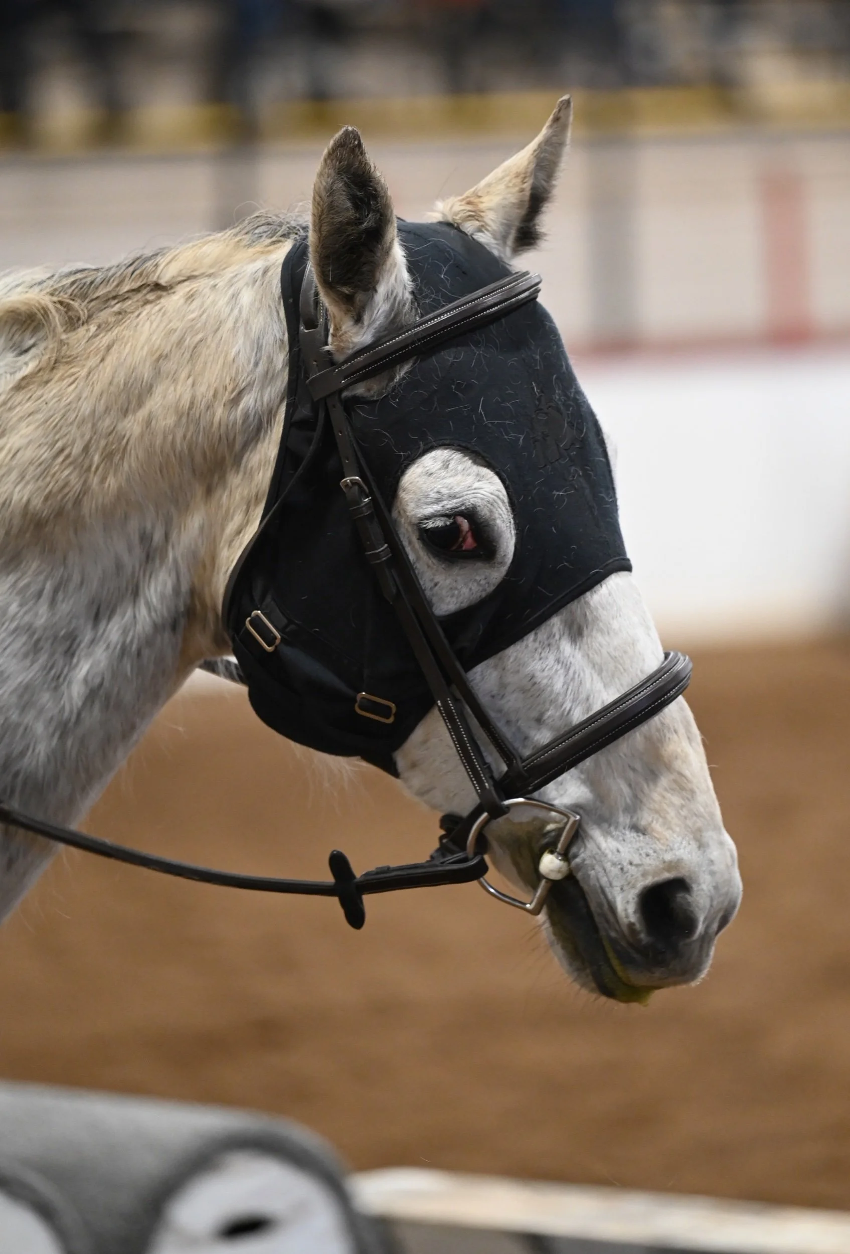 Hunter Jumper Series Continues - Random Photos