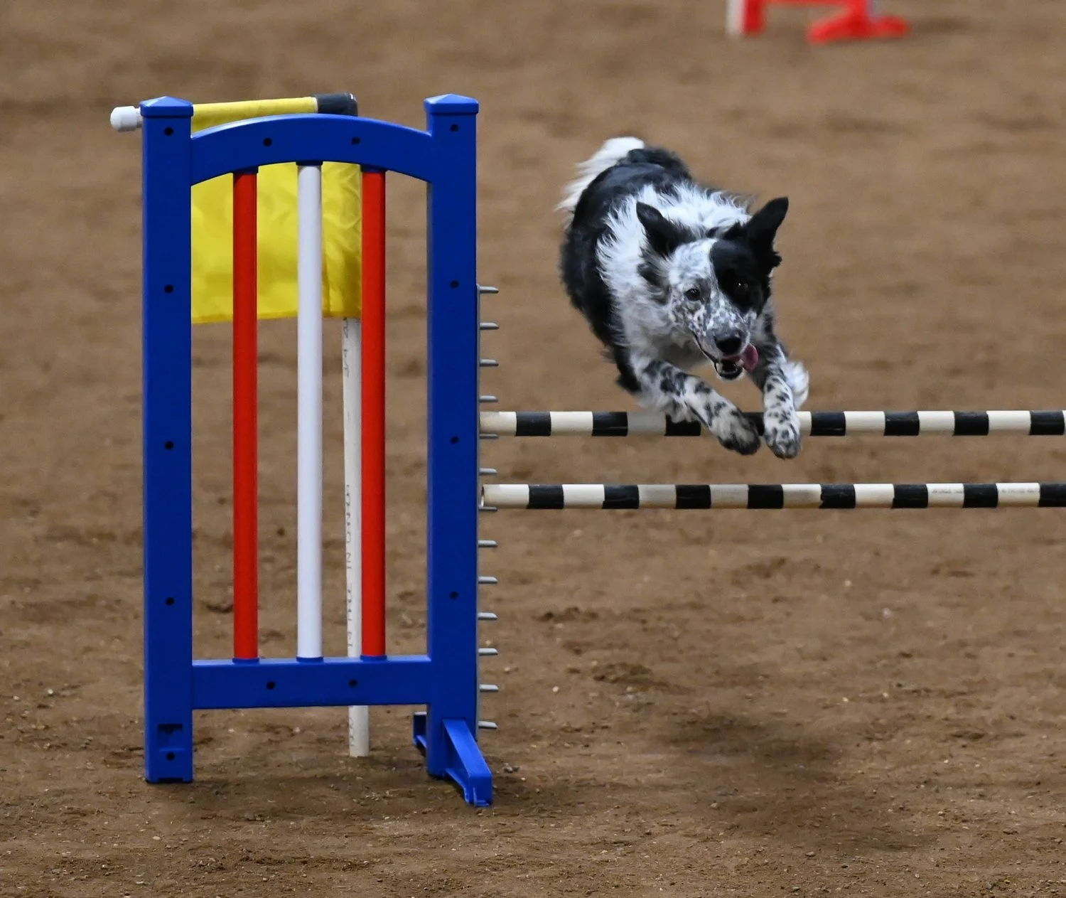 Dog Agility Trials This Weekend