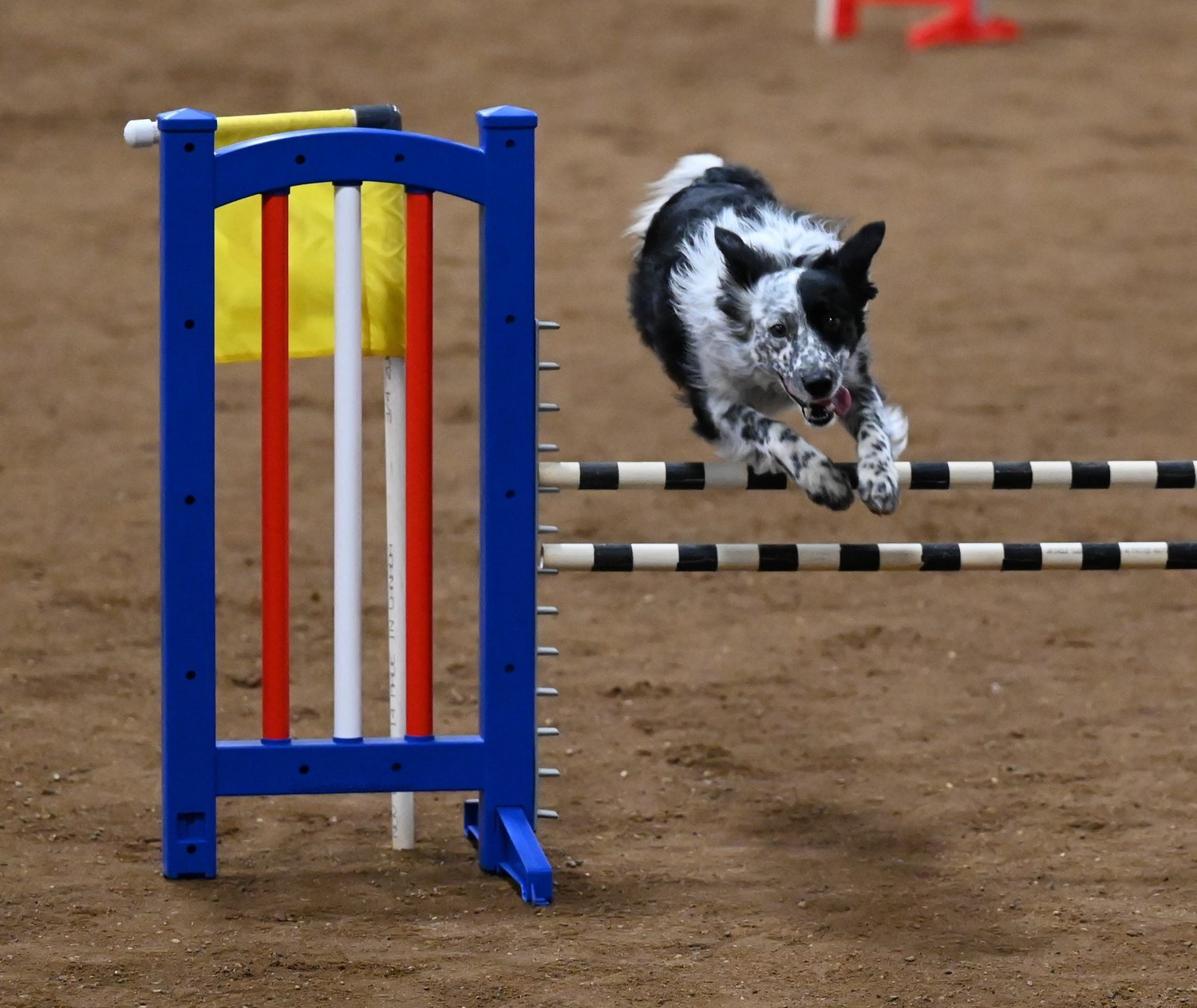 Dog Agility Trials This Weekend