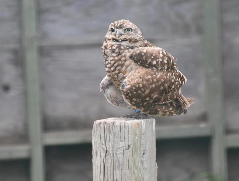 Burrowing Owl Centre To Open Without Star Attractions Due To Bird Flu Risk