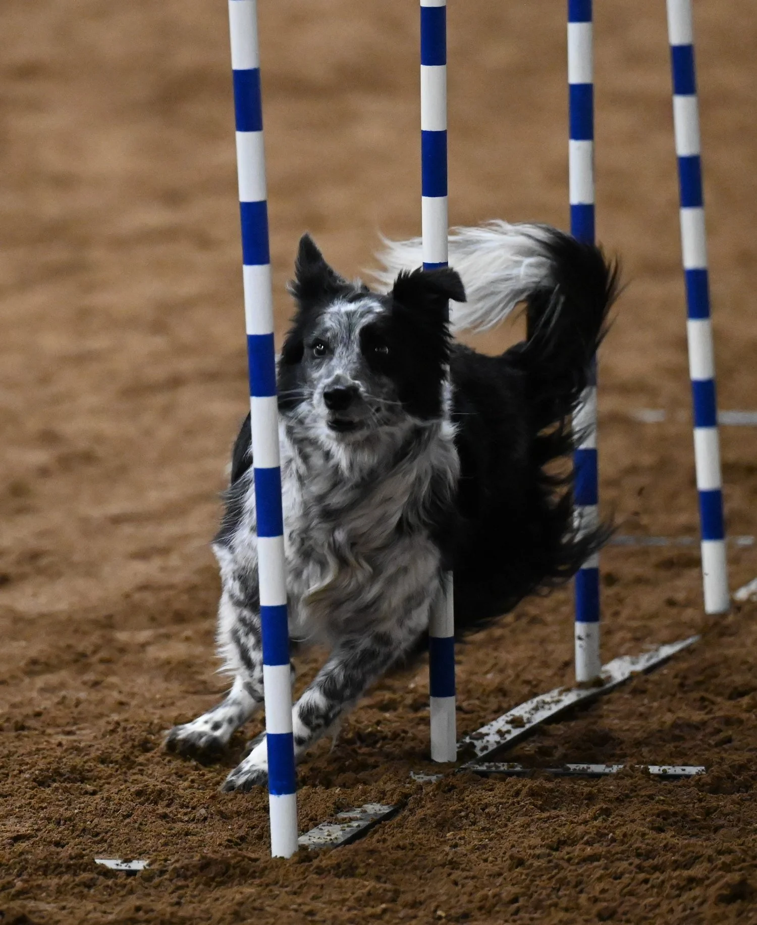 Best Agility Dogs Expected For Regional Trials This Weekend