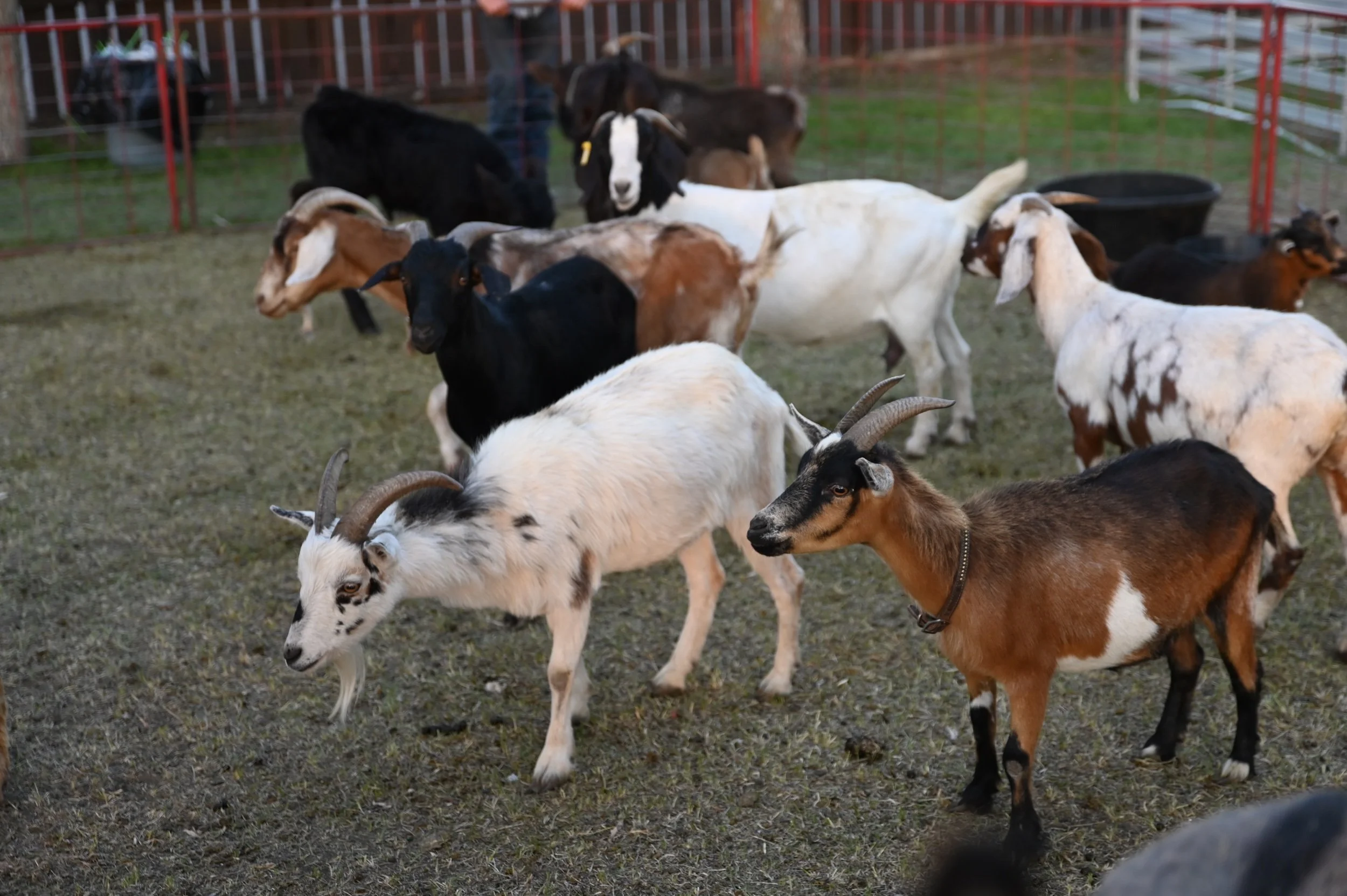 Pony Rides And Barnyard Animal Petting Zoo Popular Fair Attraction