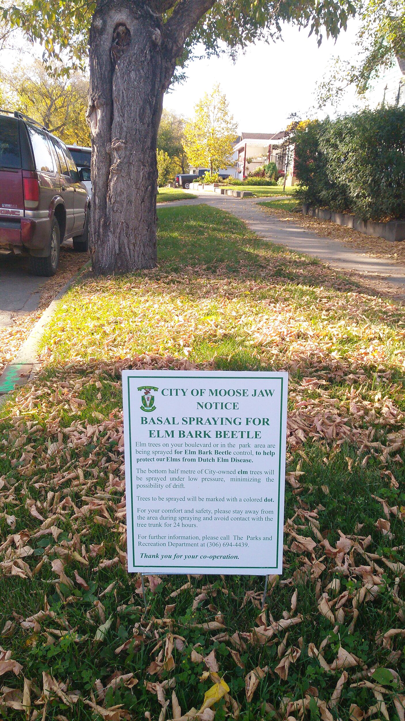 City To Start Elm Tree Spraying On Thursday