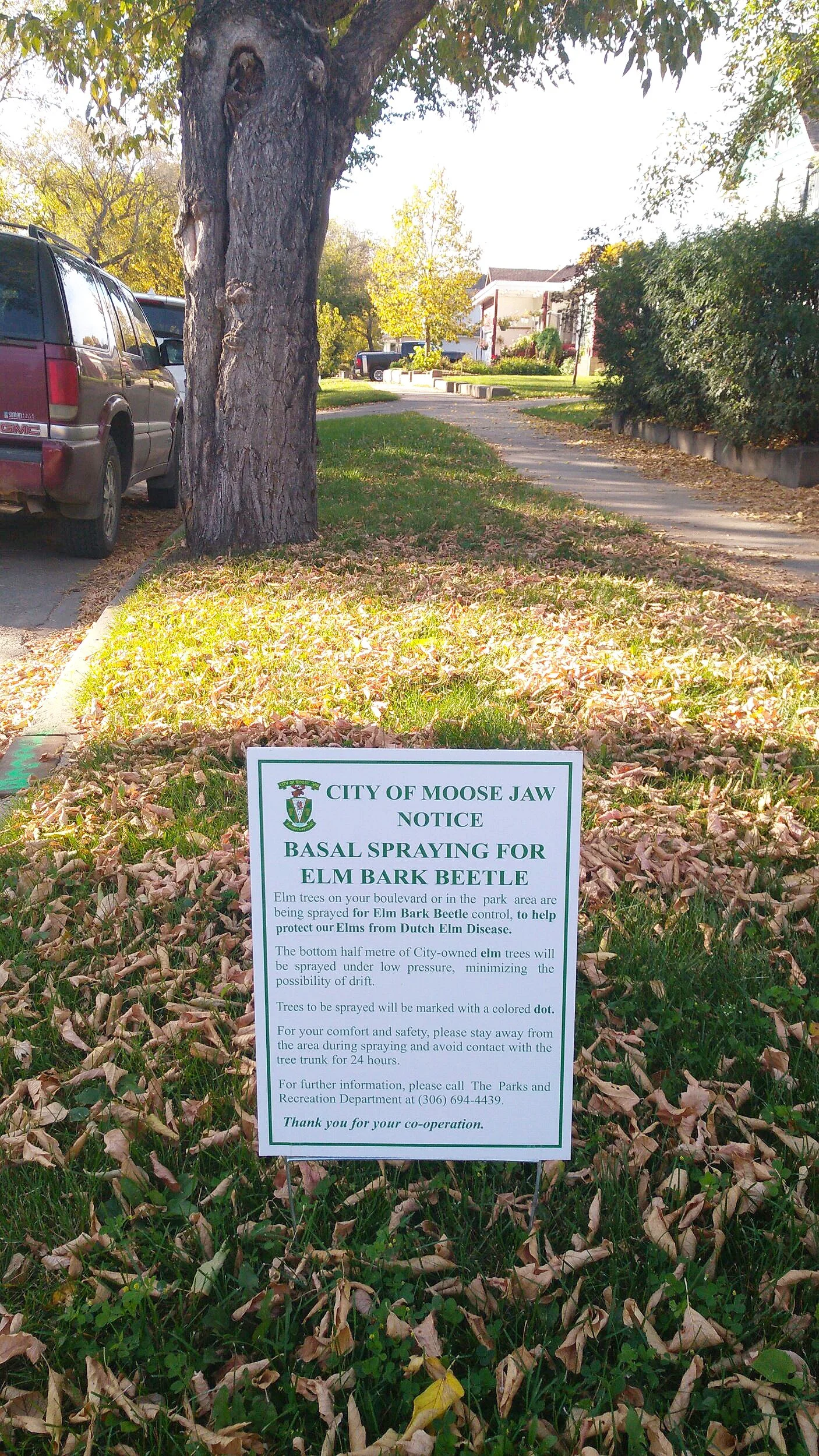 City To Start Elm Tree Spraying On Thursday
