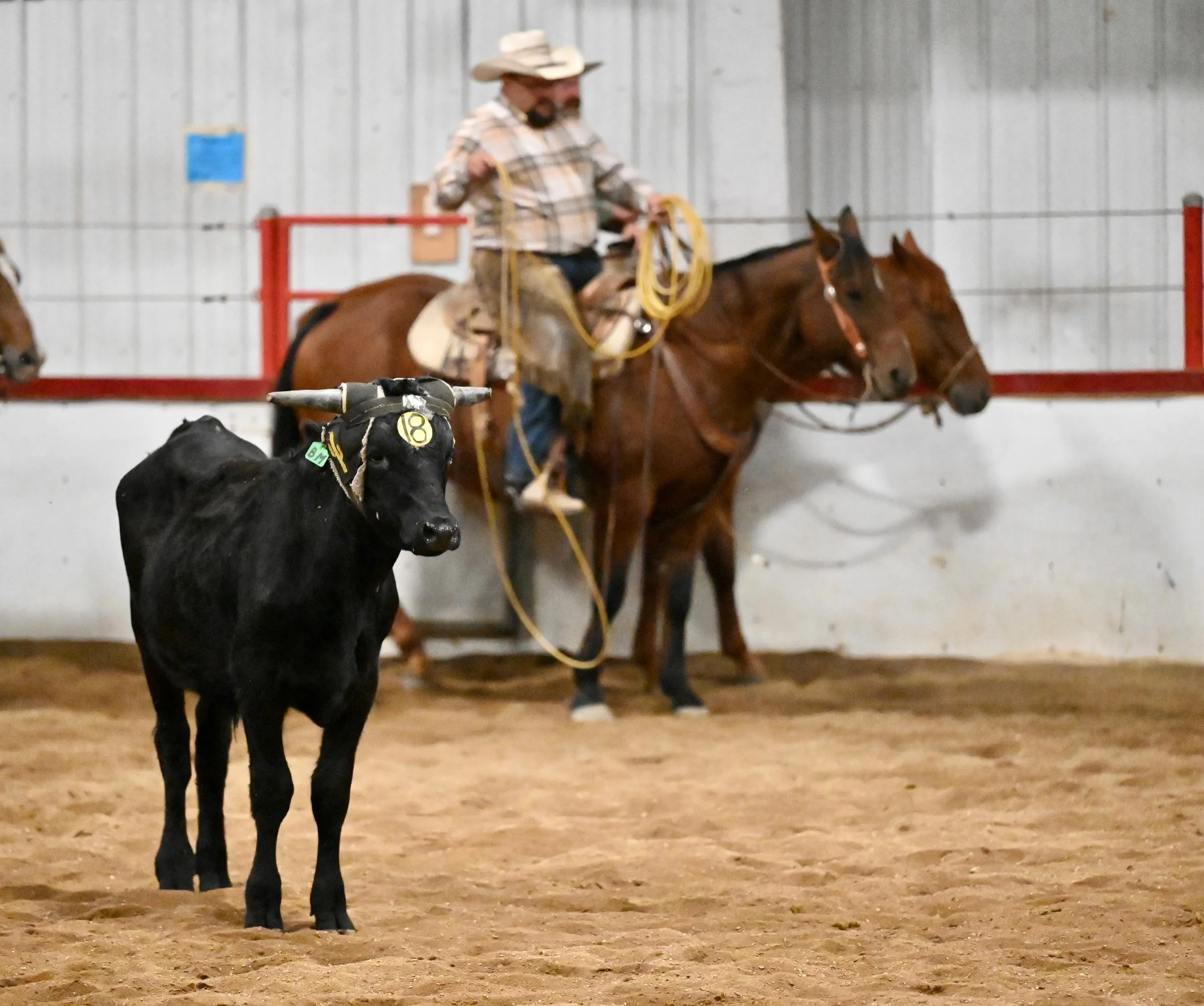 Ranch Roping And Real Working Cowboys Take Over The Golden Mile Arena