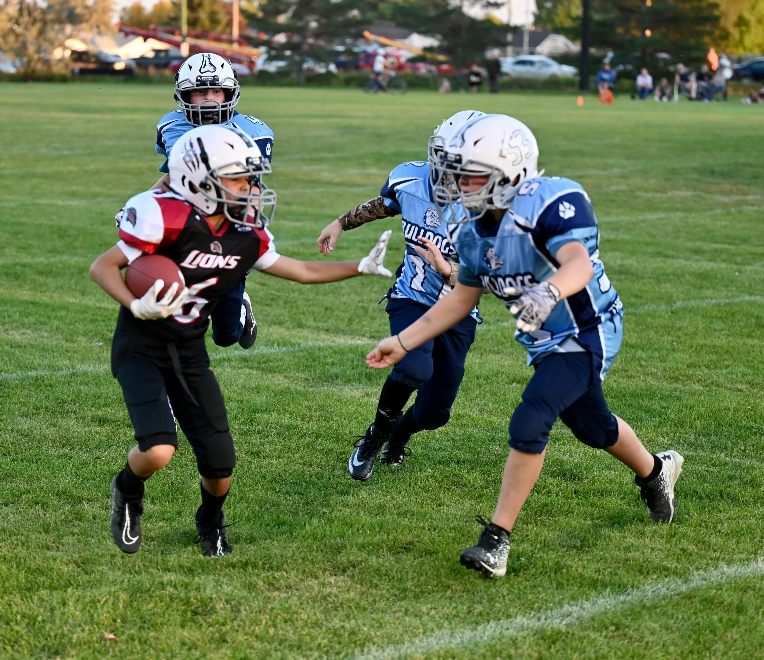 Bulldogs Bite The Lions Tail