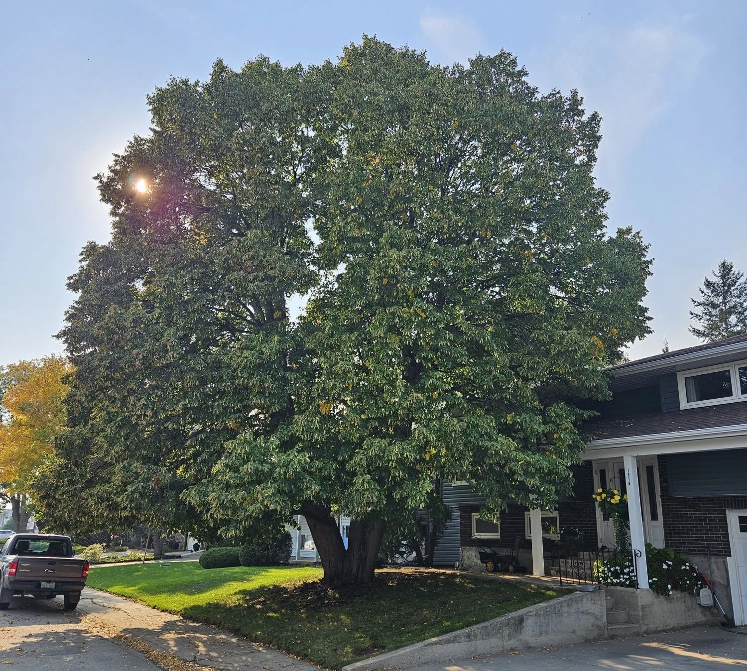 City Announces 2023 Tree Of Significance