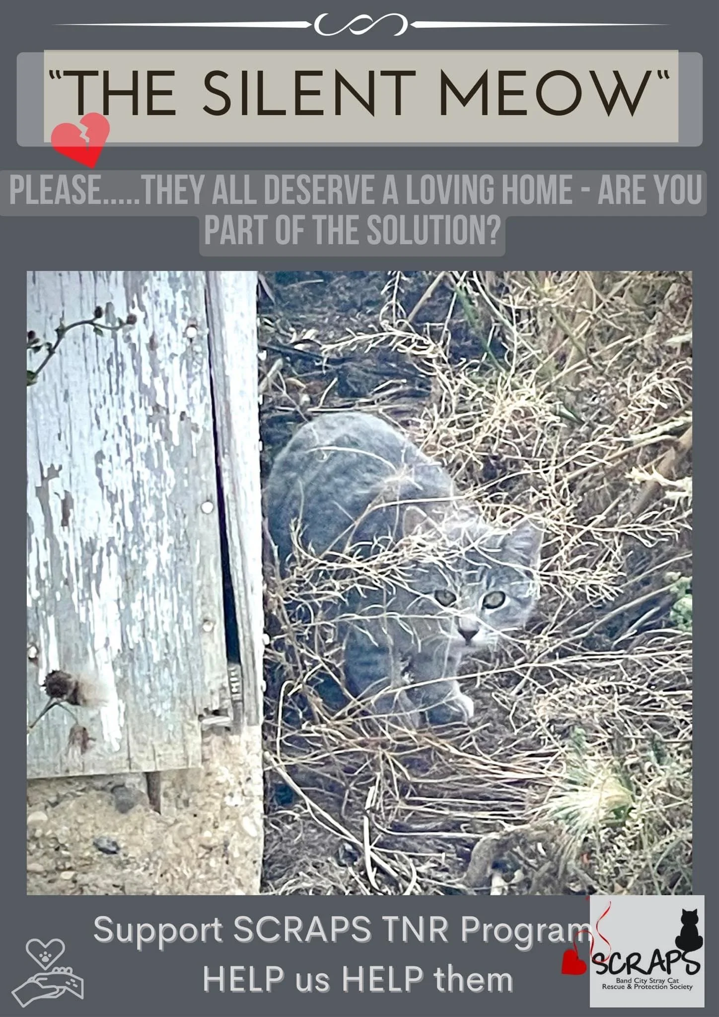 “Tails of TNR” …….