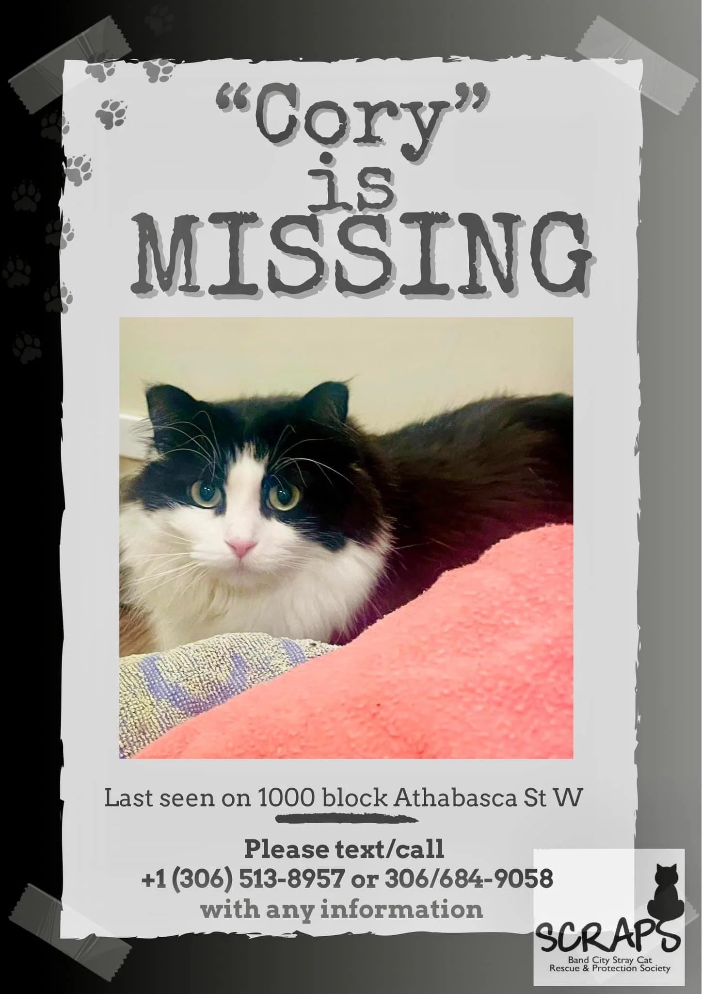 SCRAPS - MJ Asks For Help Finding A Lost Cat