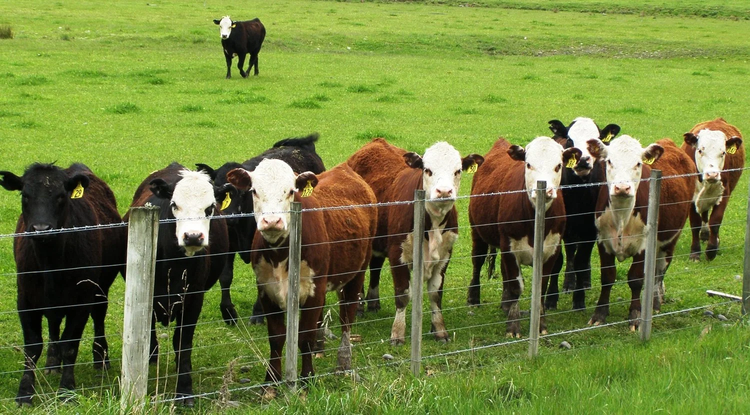 Feds Target Cattle Burps