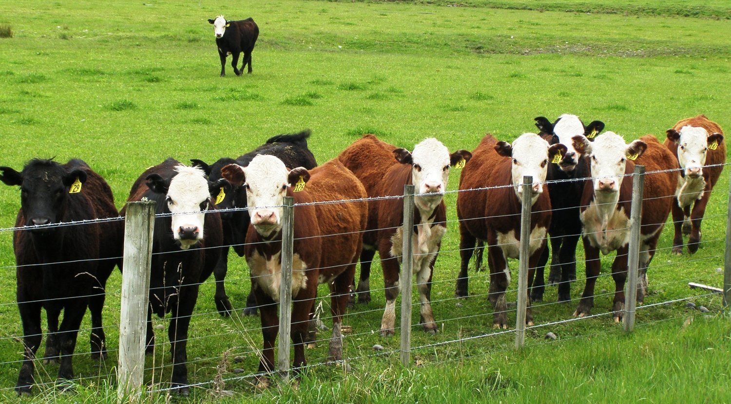 Feds Target Cattle Burps