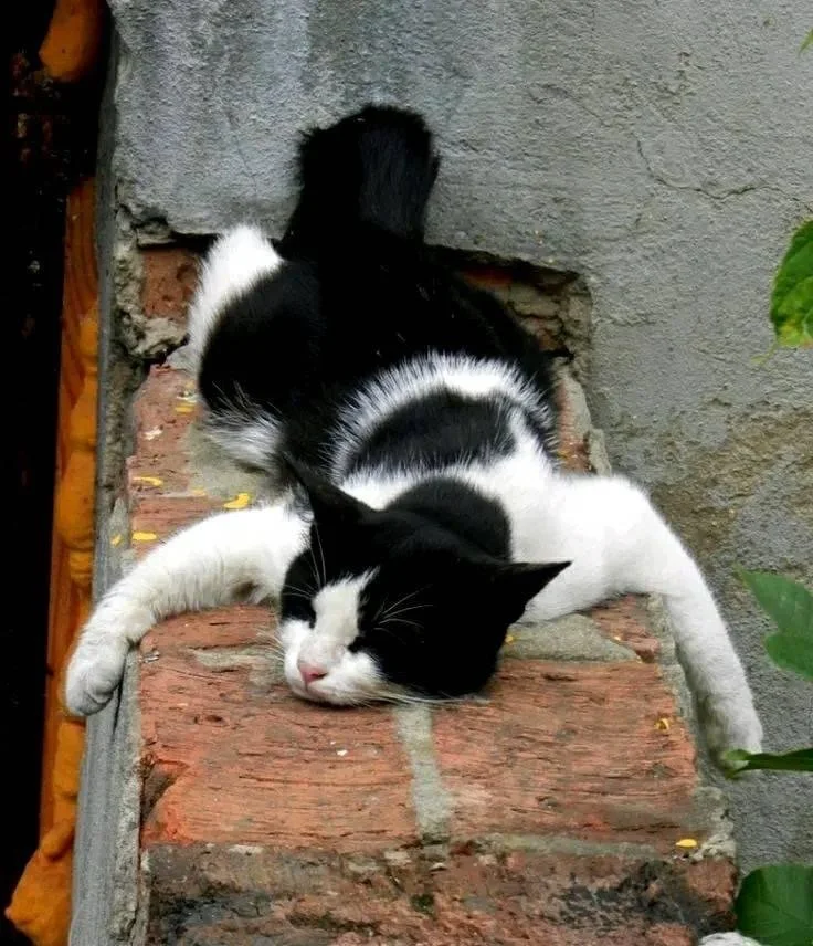 This Week’s Feline Friday 