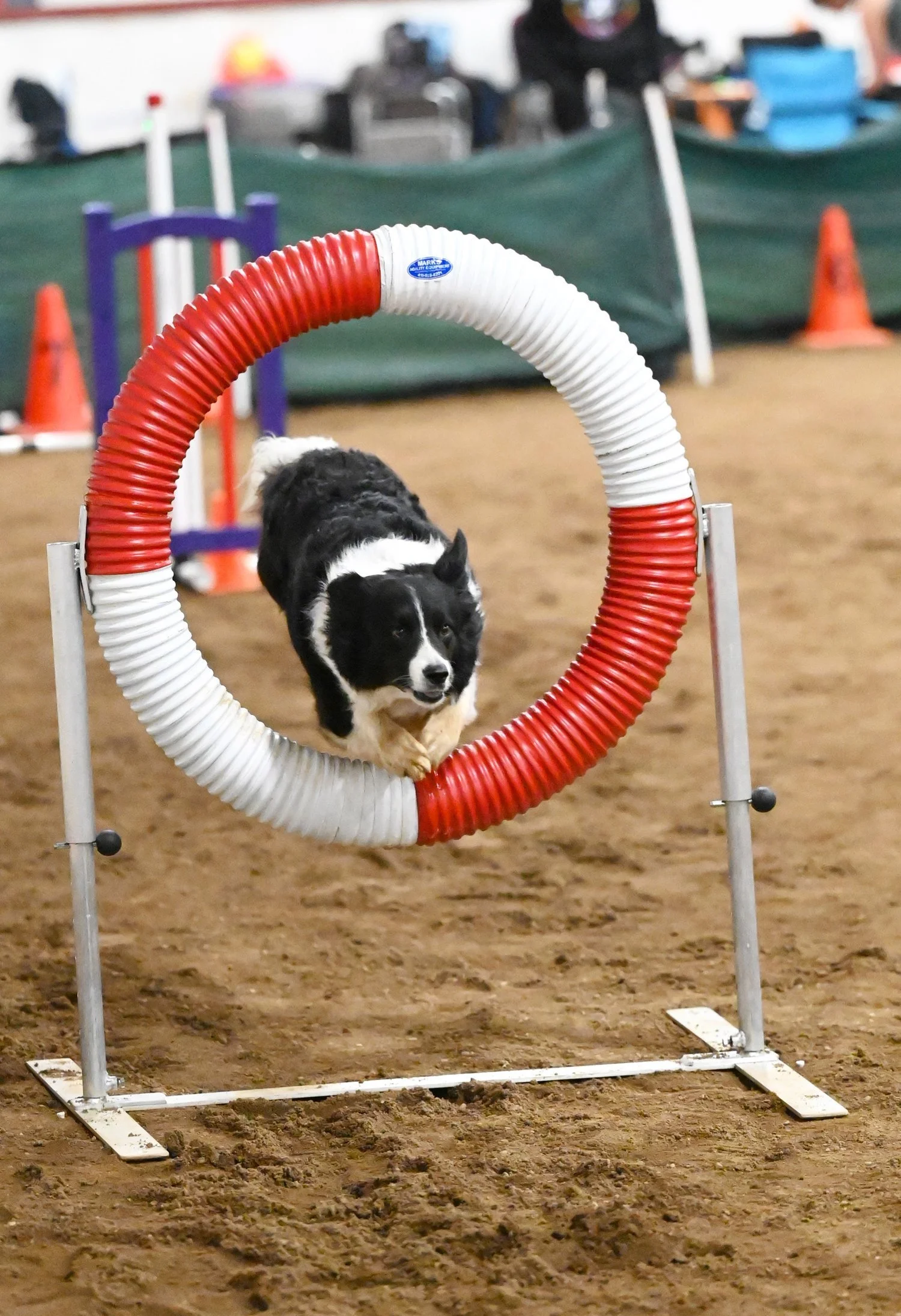 What’s On This Weekend At The Moose Jaw Exhibition - Multiple Miracles And A Dog Show