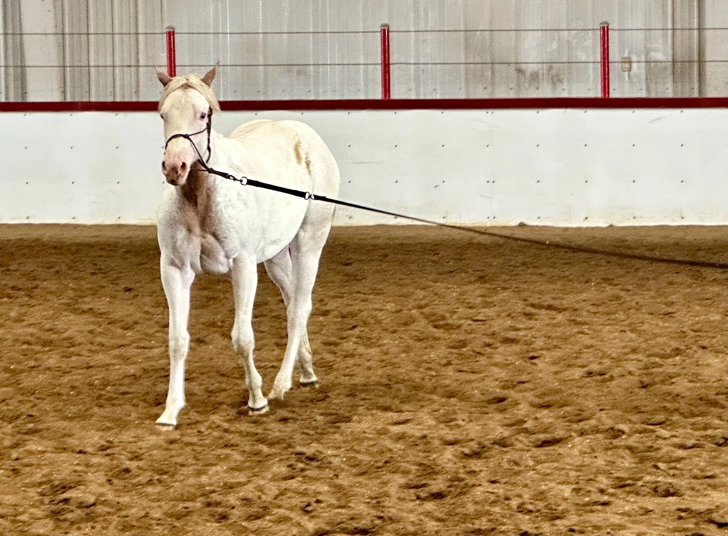 Major Horse Show The Next Four Days