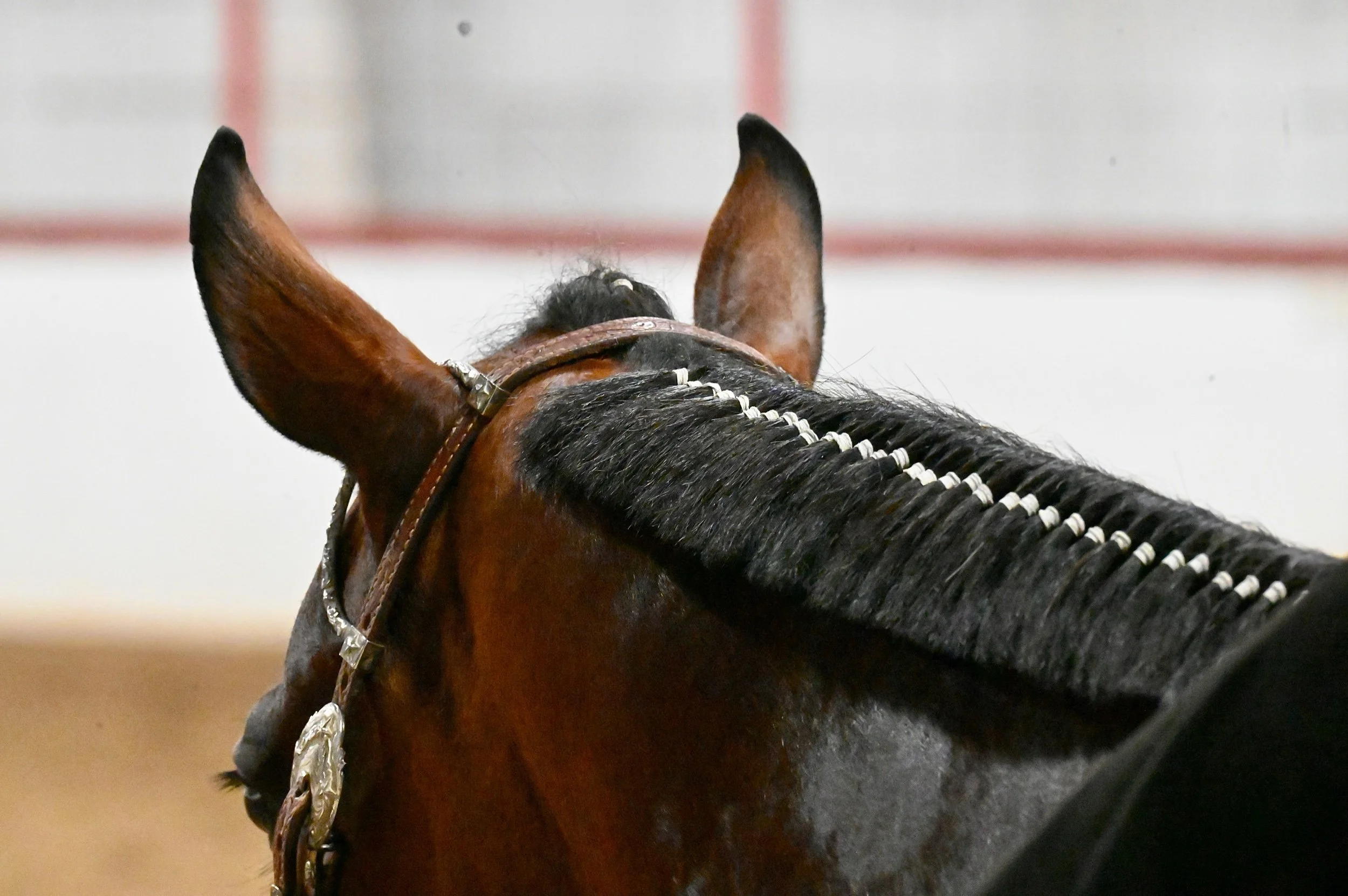 Long Running Horse Show Wraps Up For Another Year - Photo Essay