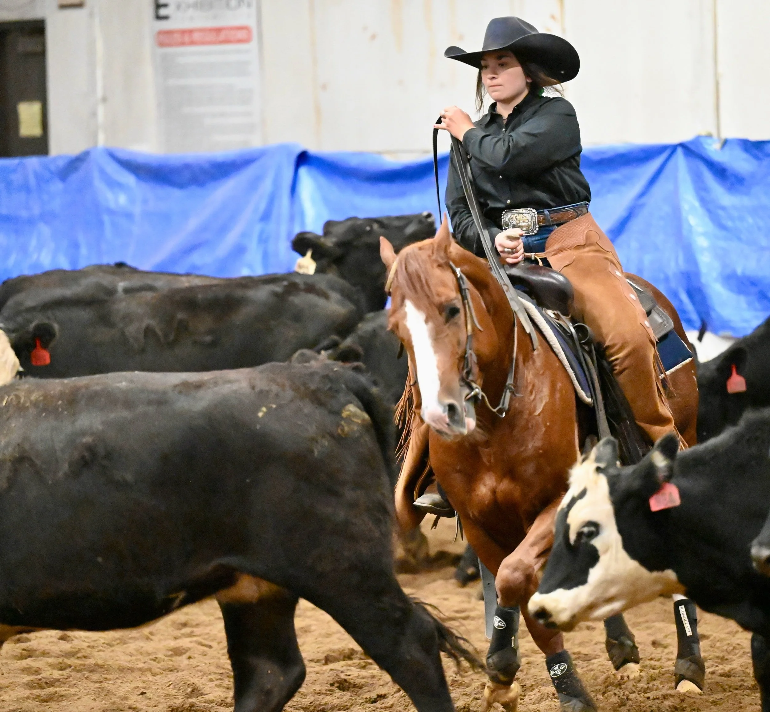 Silently Working Stock - Sask Cutting Horse Association Show