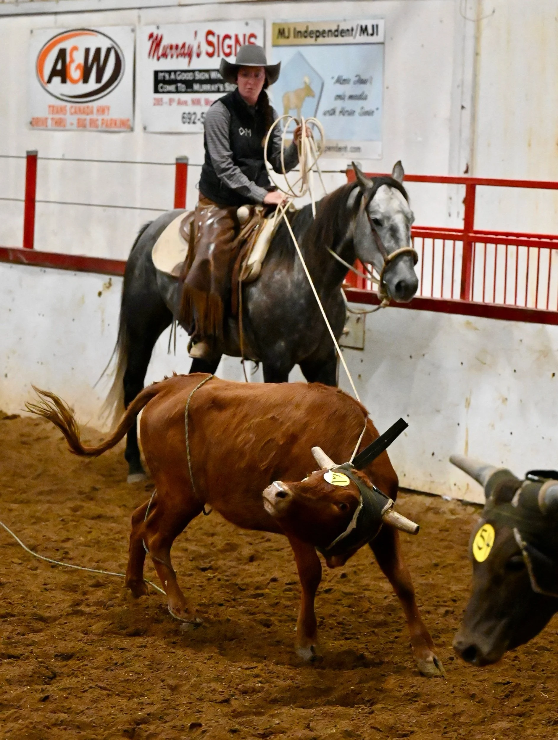 The Working Cowboys And Lassos Compete