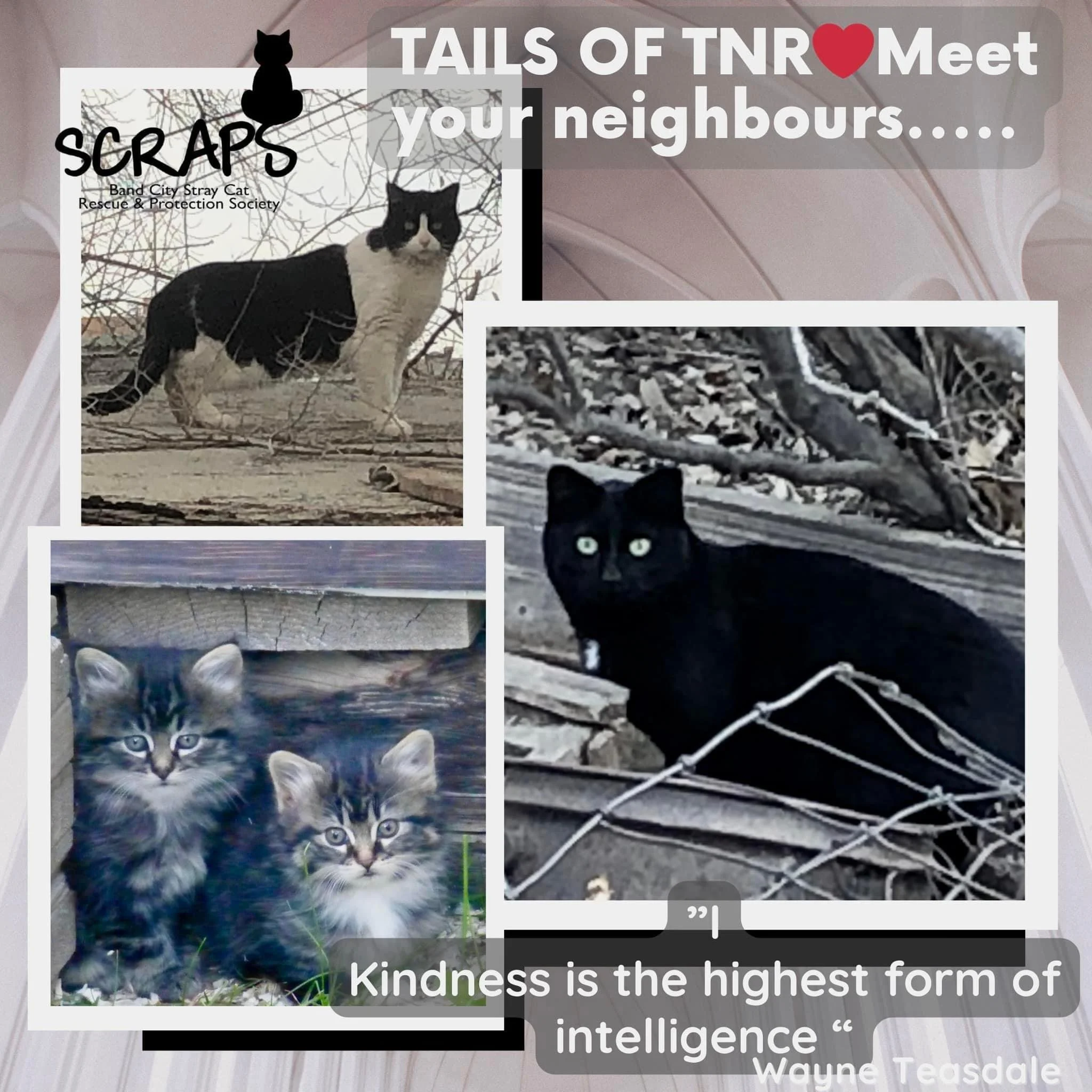 ♥️ SCRAPS “Tails of TNR”……….