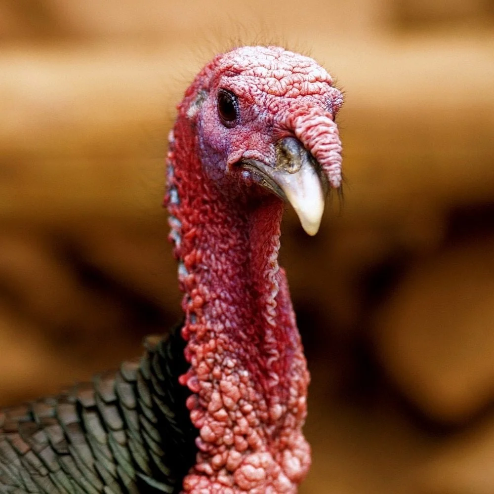 Rhino’s Ramblings - Turkey Day